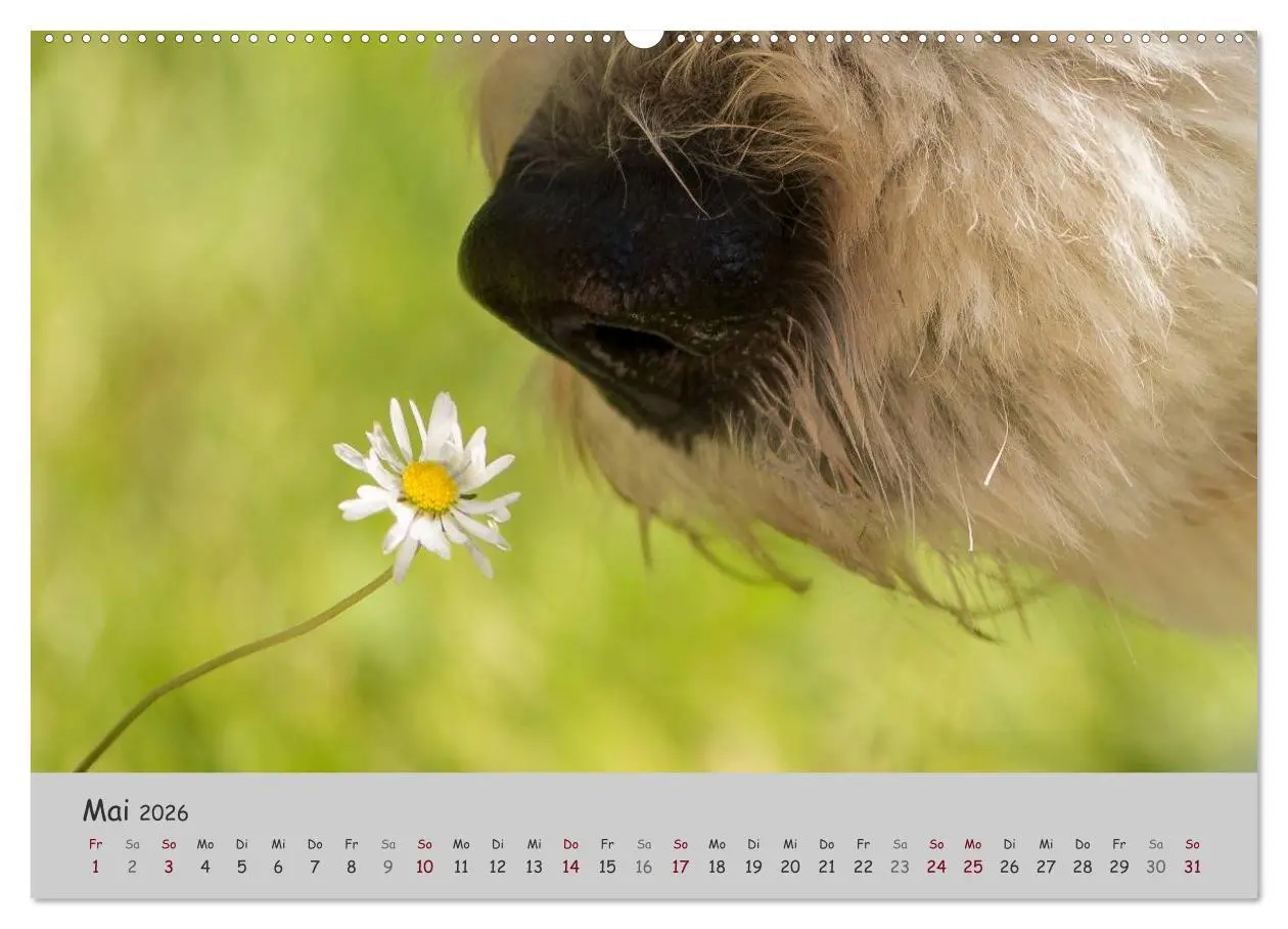 Bild: 9783516056679 | Ein Bobtail namens Miles (hochwertiger Premium Wandkalender 2026...