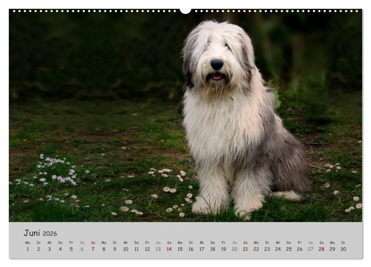 Bild: 9783516056679 | Ein Bobtail namens Miles (hochwertiger Premium Wandkalender 2026...