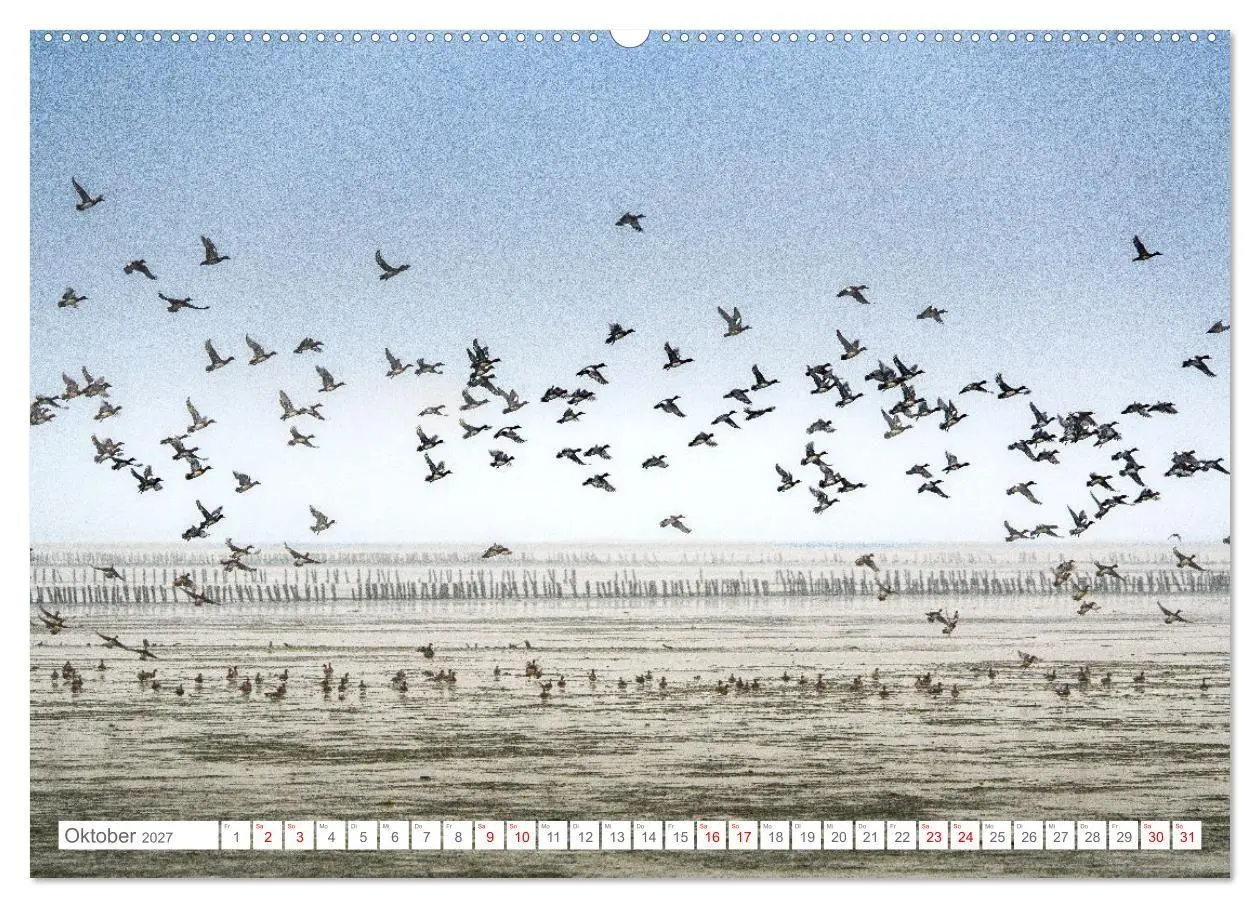 Bild: 9783569216679 | Naturerlebnis Rømø (Wandkalender 2027 DIN A2 quer), CALVENDO...