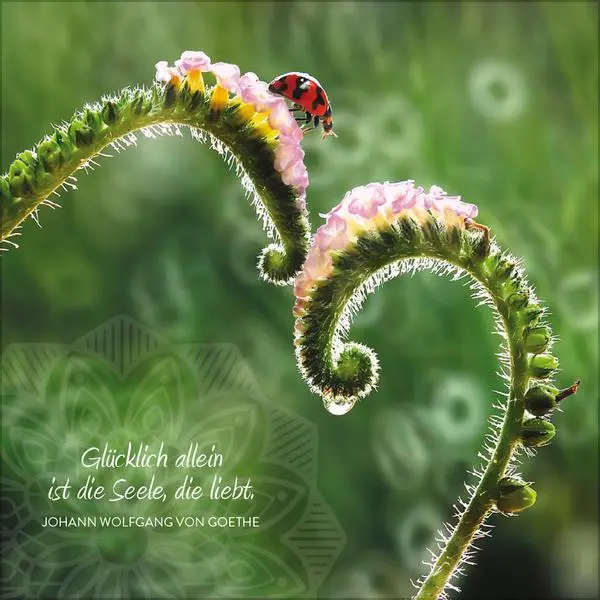 Bild: 9783731886679 | Achtsamkeit 2026 | Verlag Korsch | Kalender | 13 S. | Deutsch | 2026