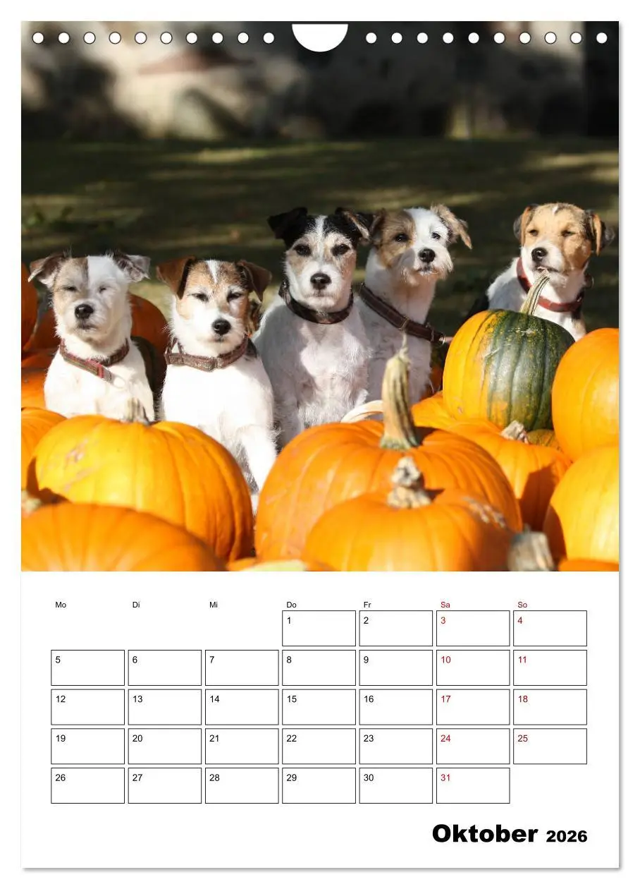 Bild: 9783516416879 | Tender Fellows - Parson Russell Terrier (Wandkalender 2026 DIN A4...