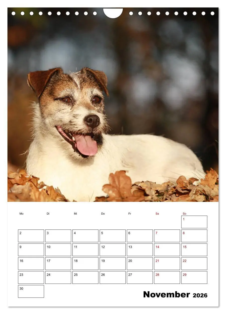 Bild: 9783516416879 | Tender Fellows - Parson Russell Terrier (Wandkalender 2026 DIN A4...