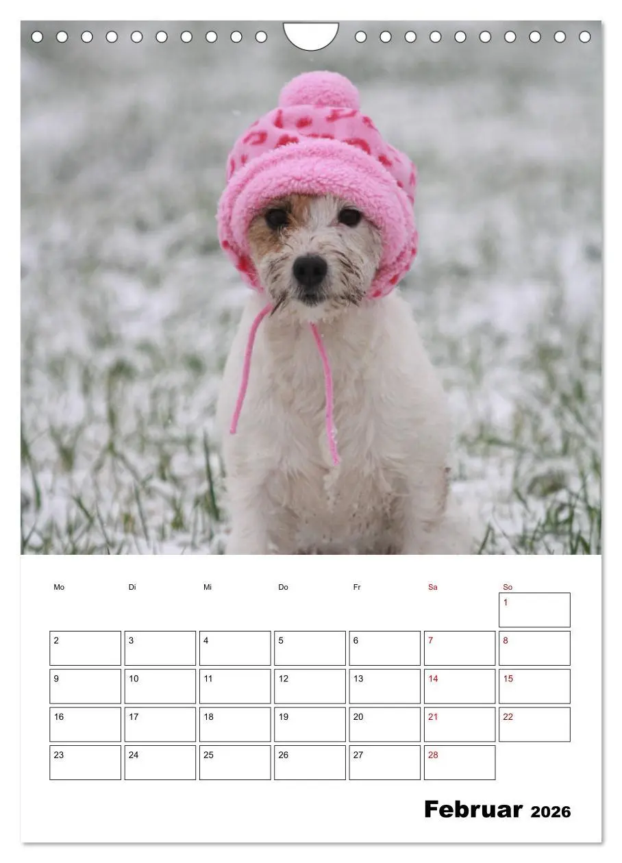 Bild: 9783516416879 | Tender Fellows - Parson Russell Terrier (Wandkalender 2026 DIN A4...