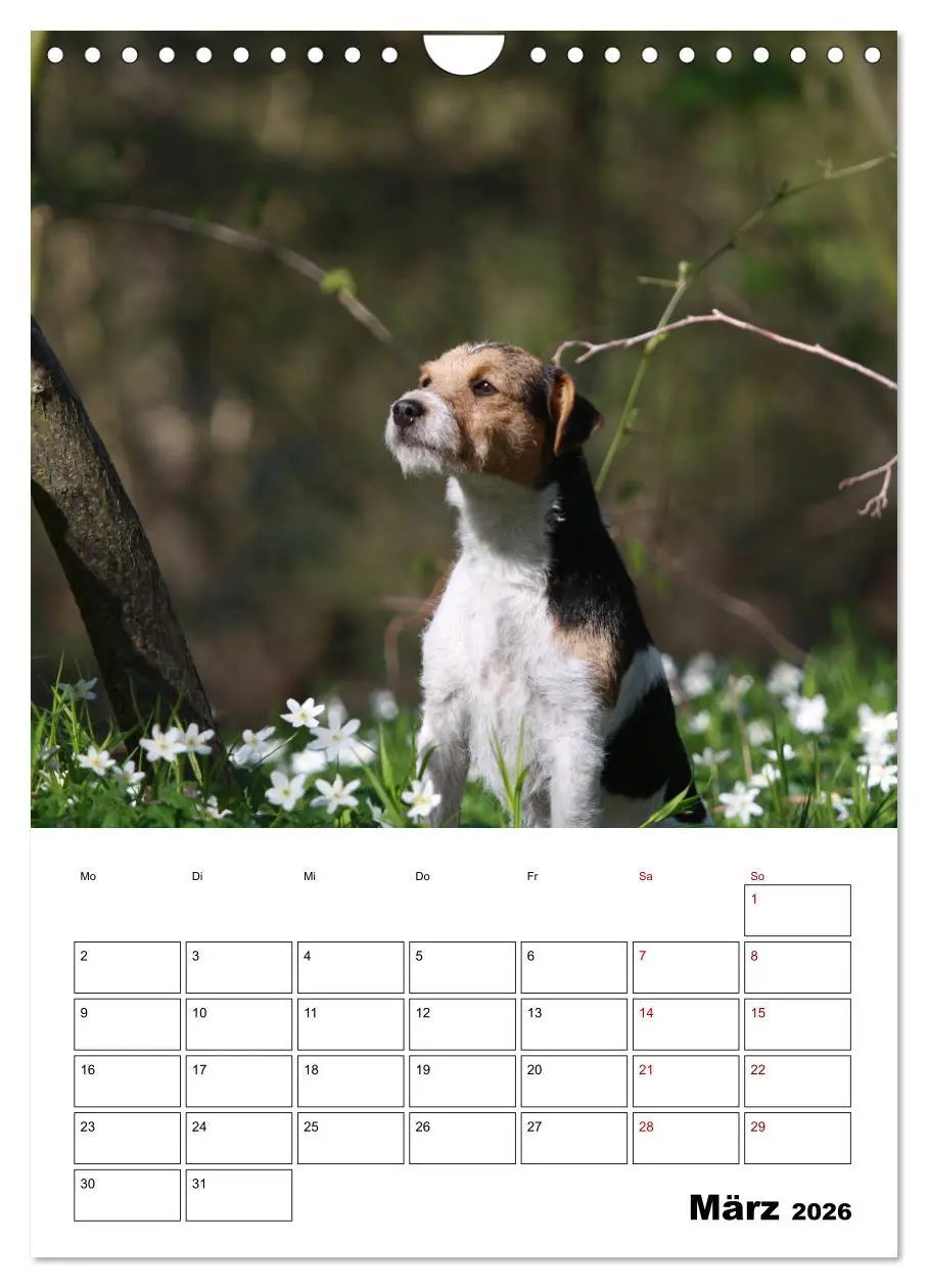 Bild: 9783516416879 | Tender Fellows - Parson Russell Terrier (Wandkalender 2026 DIN A4...