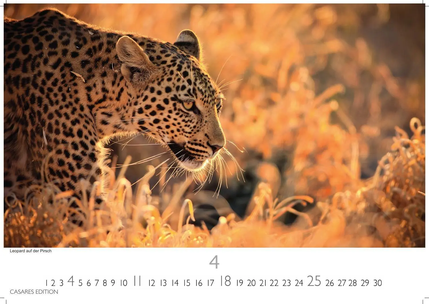 Bild: 9781835246979 | Wilde Tiere Afrikas Kalender 2027 - Wandkalender Fotokalender...