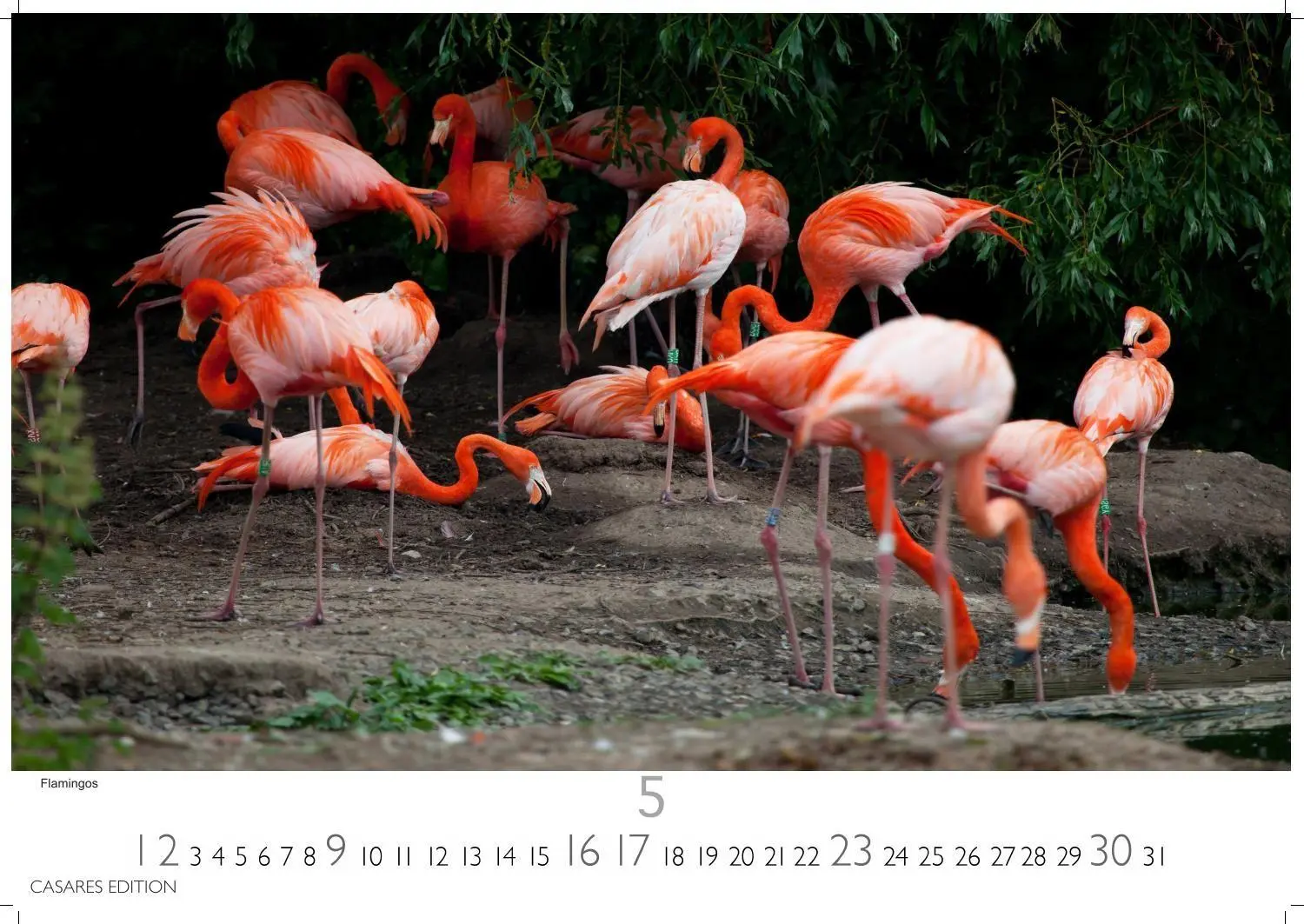 Bild: 9781835246979 | Wilde Tiere Afrikas Kalender 2027 - Wandkalender Fotokalender...