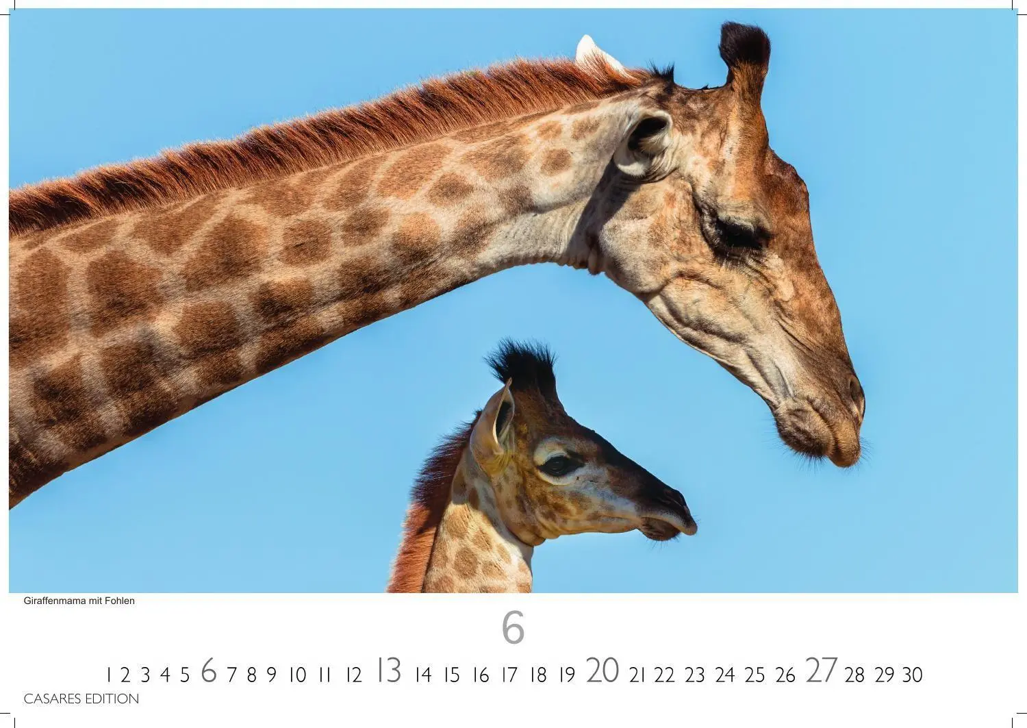 Bild: 9781835246979 | Wilde Tiere Afrikas Kalender 2027 - Wandkalender Fotokalender...