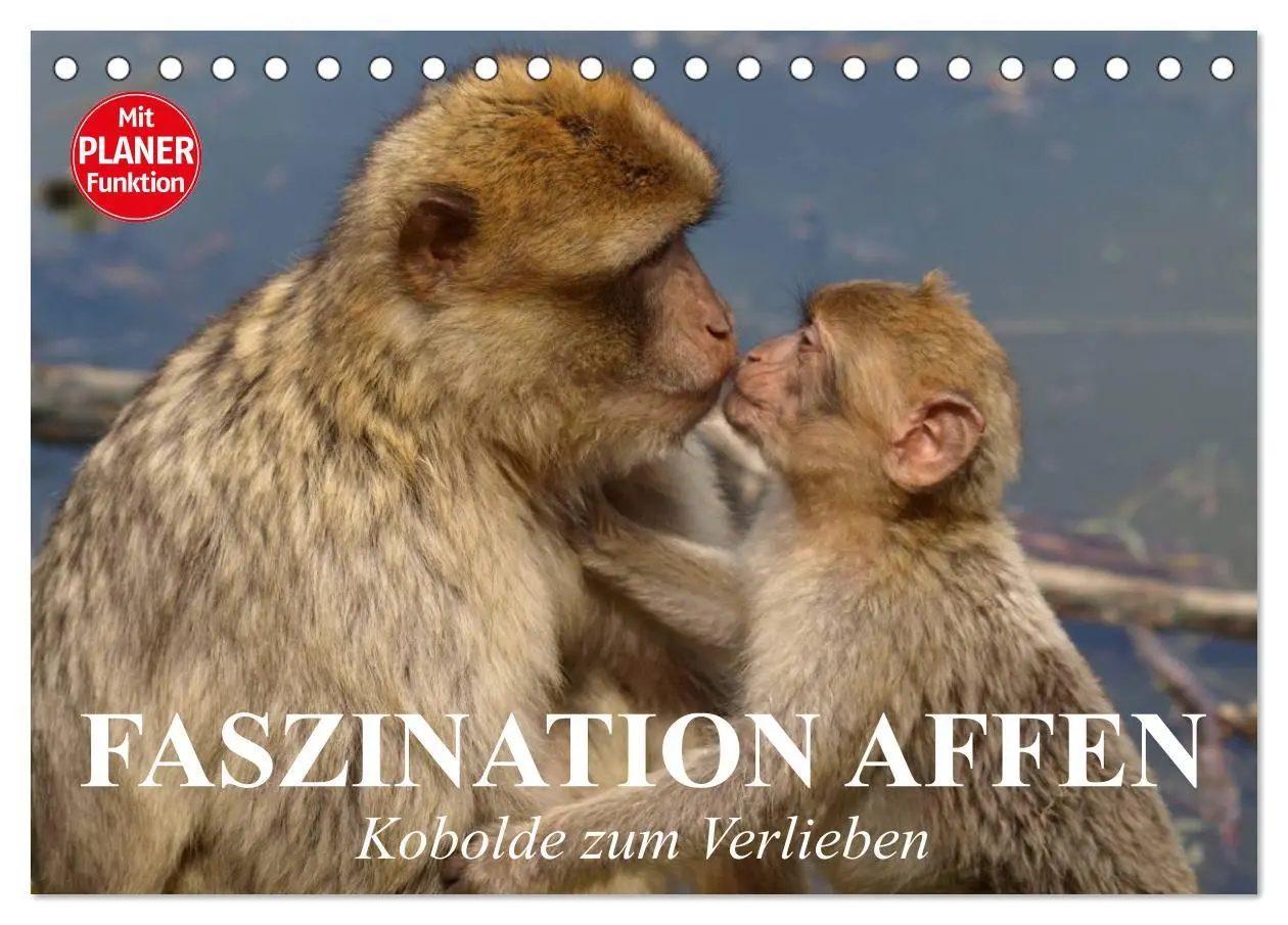 Cover: 9783457997079 | Faszination Affen. Kobolde zum Verlieben (Tischkalender 2026 DIN A5...