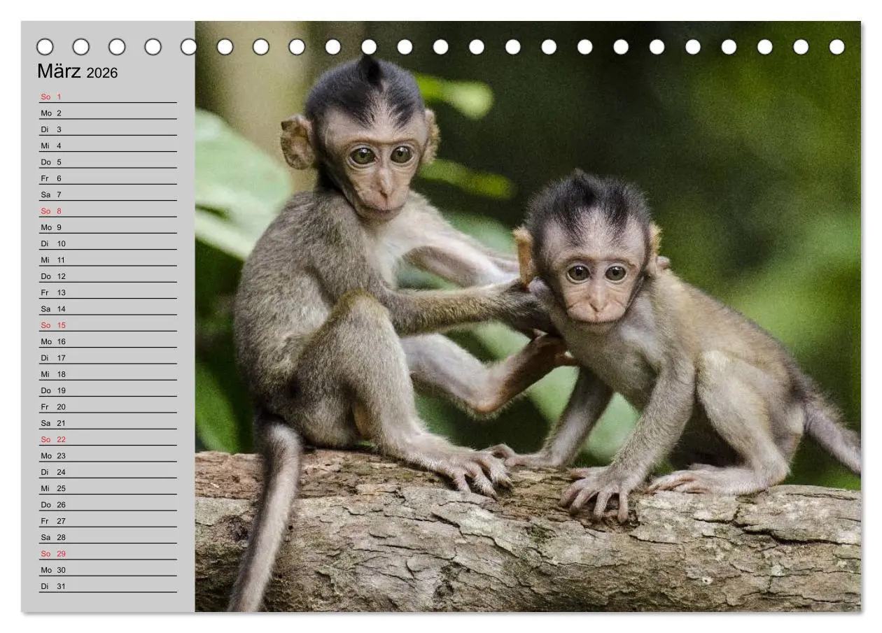 Bild: 9783457997079 | Faszination Affen. Kobolde zum Verlieben (Tischkalender 2026 DIN A5...