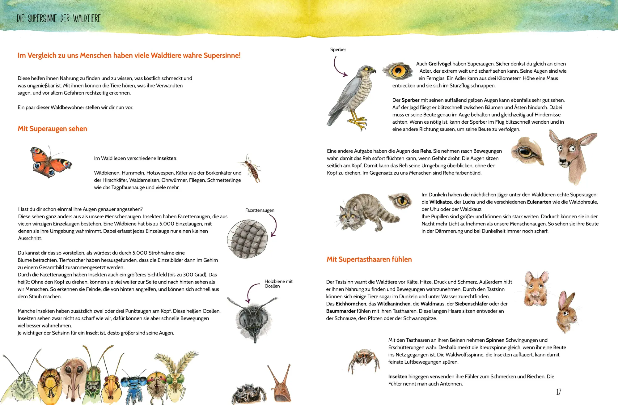 Bild: 9783945677179 | Erlebe den Wald mit allen Sinnen | Sabi Kasper | Buch | 24 S. | 2021