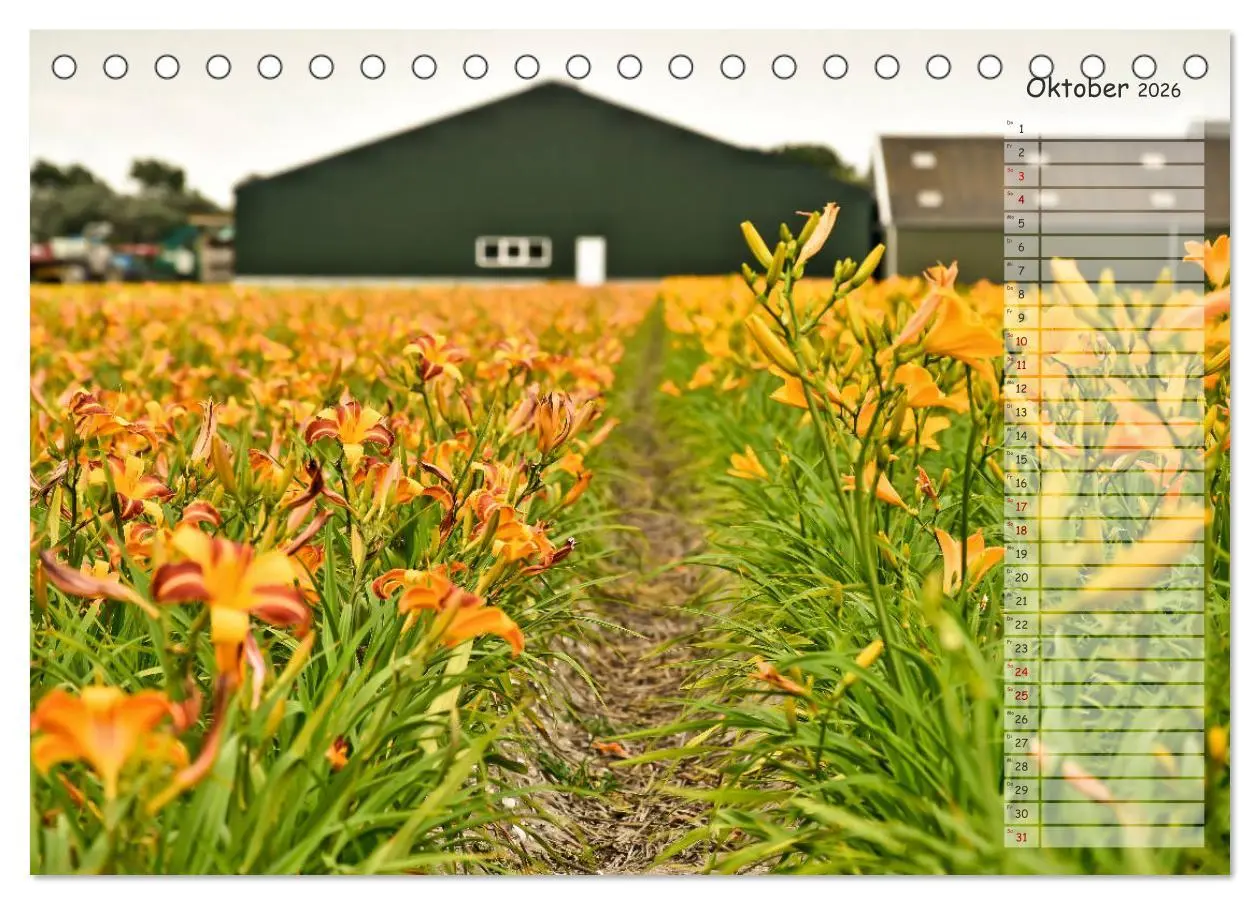 Bild: 9783457737279 | Ein Sommer auf Texel (Tischkalender 2026 DIN A5 quer), CALVENDO...