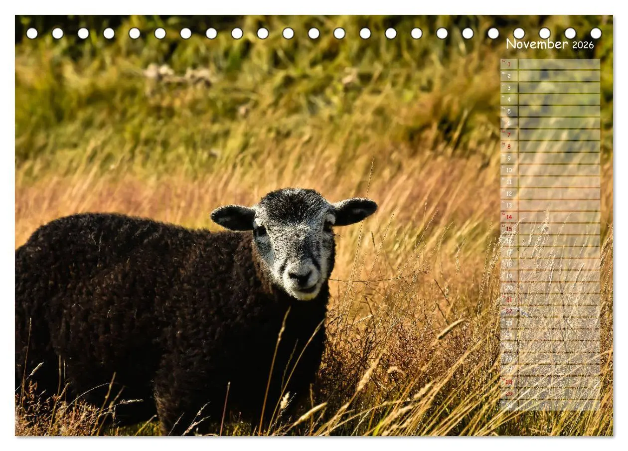 Bild: 9783457737279 | Ein Sommer auf Texel (Tischkalender 2026 DIN A5 quer), CALVENDO...
