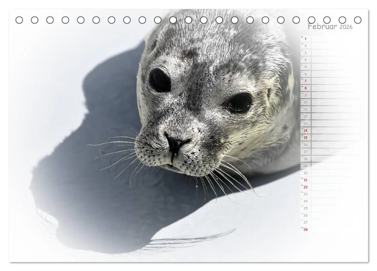 Bild: 9783457737279 | Ein Sommer auf Texel (Tischkalender 2026 DIN A5 quer), CALVENDO...