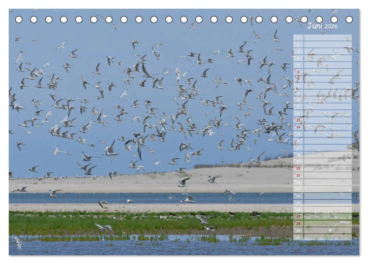 Bild: 9783457737279 | Ein Sommer auf Texel (Tischkalender 2026 DIN A5 quer), CALVENDO...