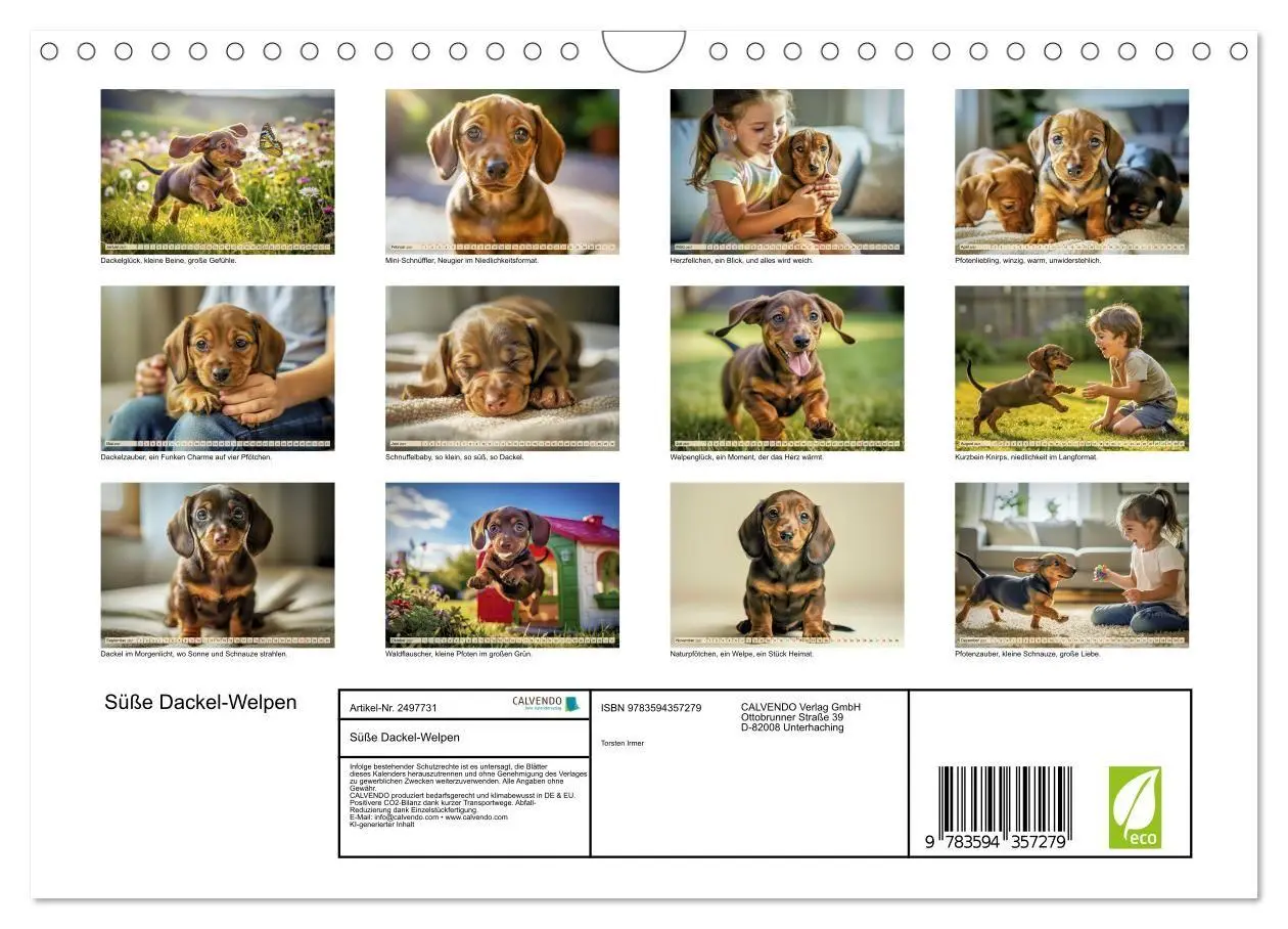 Bild: 9783594357279 | Süße Dackel-Welpen (Wandkalender 2027 DIN A4 quer), CALVENDO...