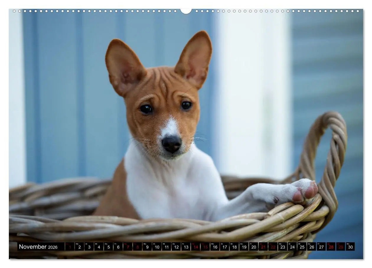 Bild: 9783457417379 | Liebenswerte Basenjis (hochwertiger Premium Wandkalender 2026 DIN...