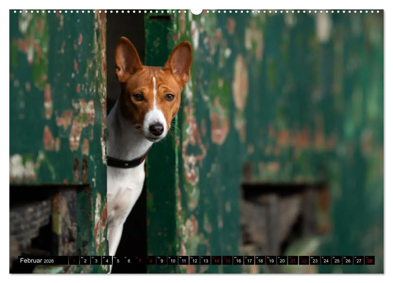 Bild: 9783457417379 | Liebenswerte Basenjis (hochwertiger Premium Wandkalender 2026 DIN...