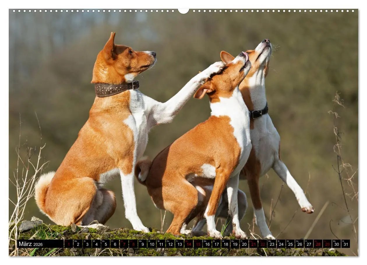 Bild: 9783457417379 | Liebenswerte Basenjis (hochwertiger Premium Wandkalender 2026 DIN...