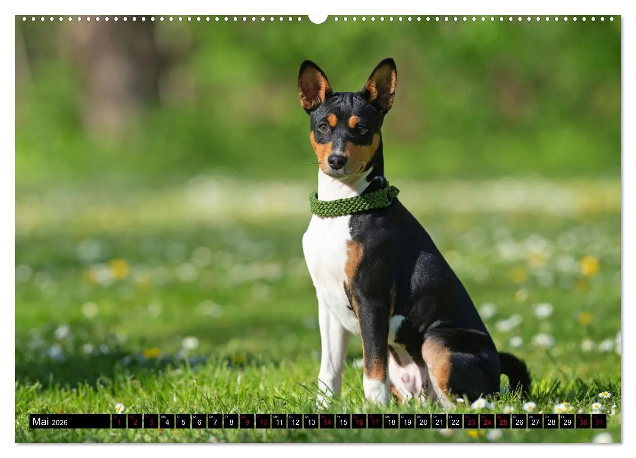 Bild: 9783457417379 | Liebenswerte Basenjis (hochwertiger Premium Wandkalender 2026 DIN...