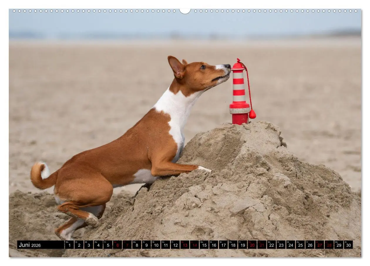 Bild: 9783457417379 | Liebenswerte Basenjis (hochwertiger Premium Wandkalender 2026 DIN...