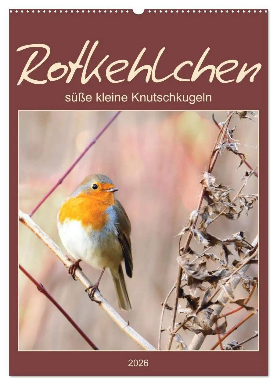Cover: 9783516367379 | Rotkehlchen, süße kleine Knutschkugeln (Wandkalender 2026 DIN A2...