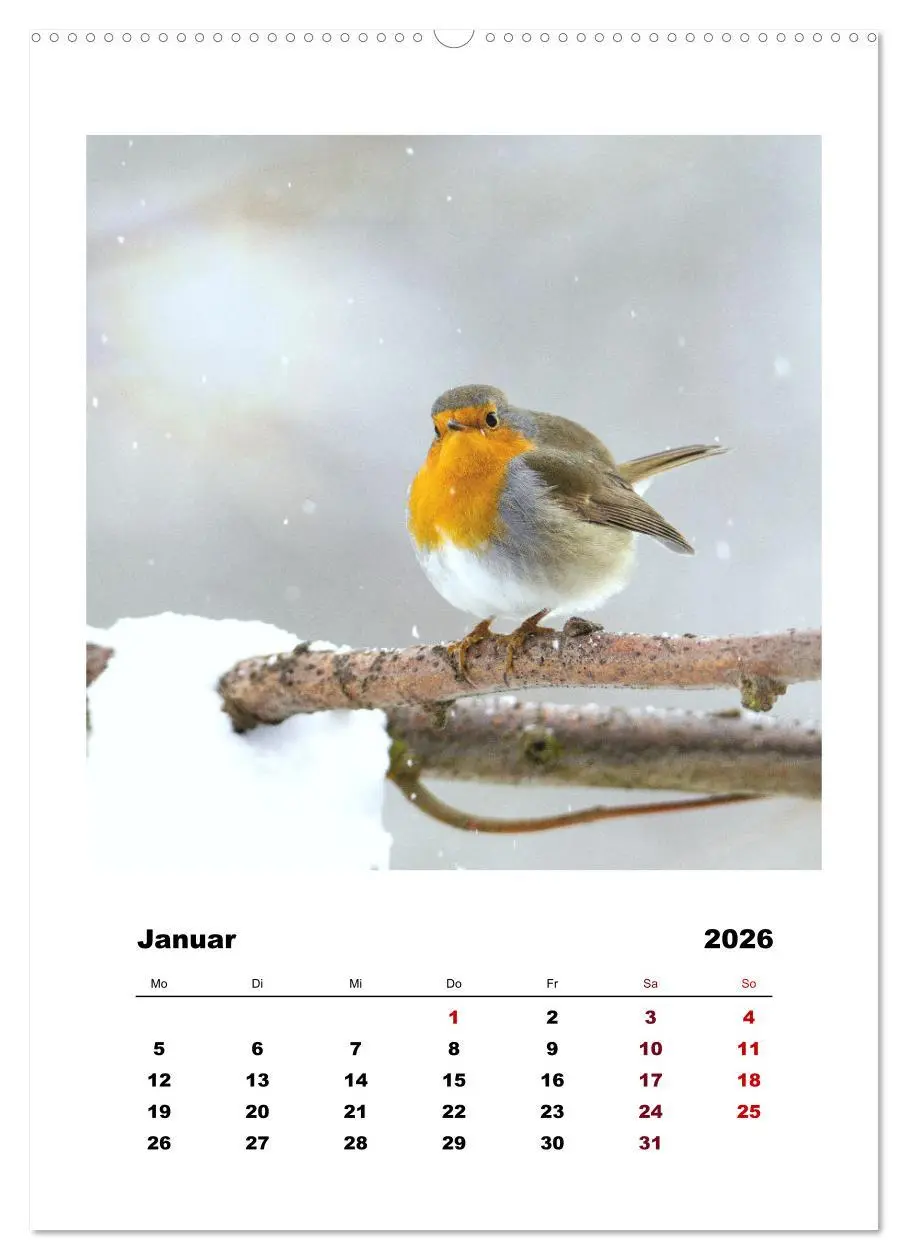 Bild: 9783516367379 | Rotkehlchen, süße kleine Knutschkugeln (Wandkalender 2026 DIN A2...