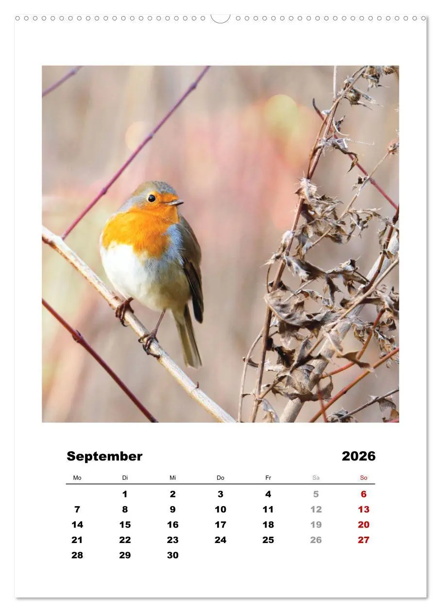 Bild: 9783516367379 | Rotkehlchen, süße kleine Knutschkugeln (Wandkalender 2026 DIN A2...