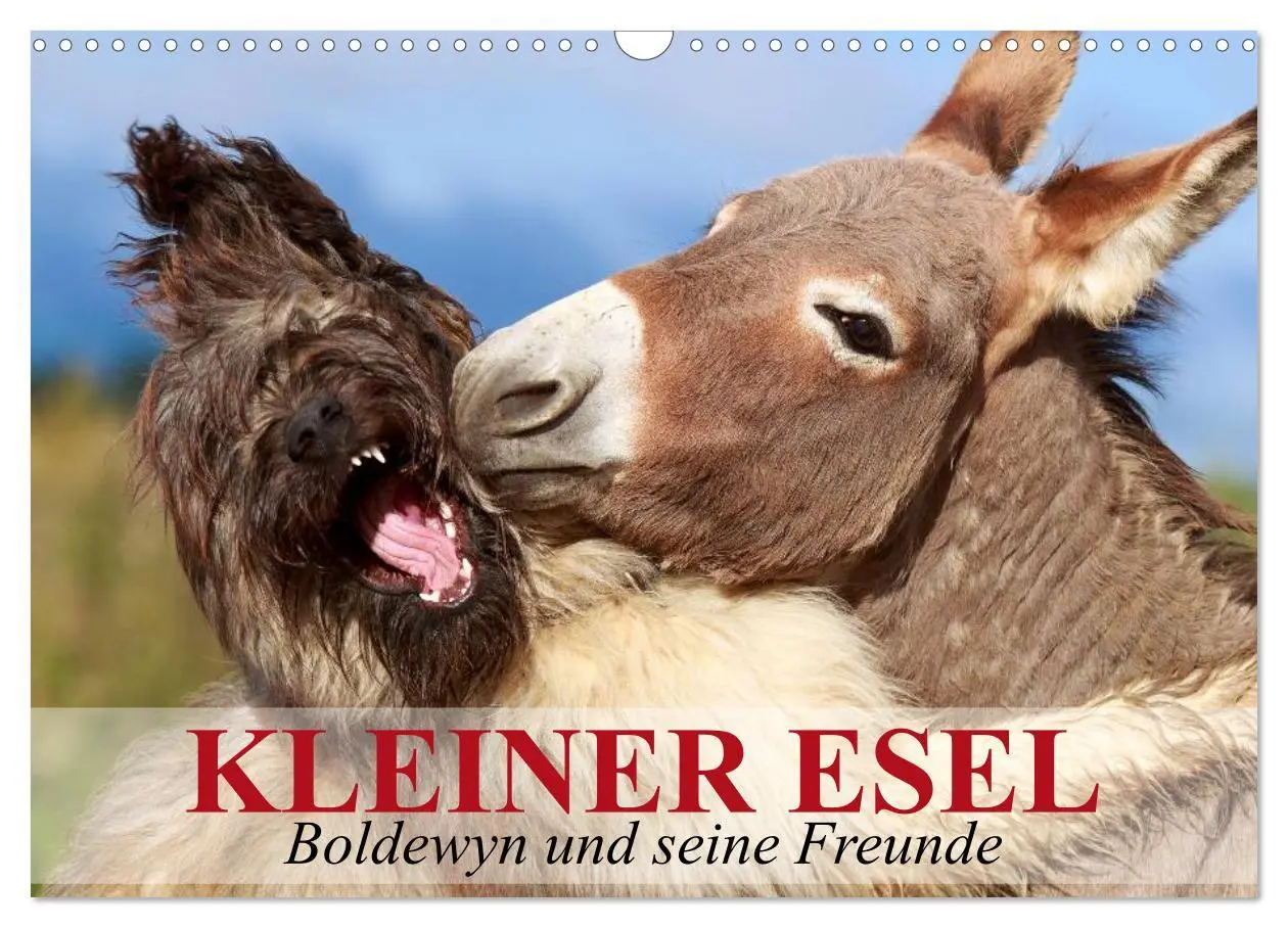 Cover: 9783516117479 | Kleiner Esel. Boldewyn und seine Freunde (Wandkalender 2026 DIN A3...
