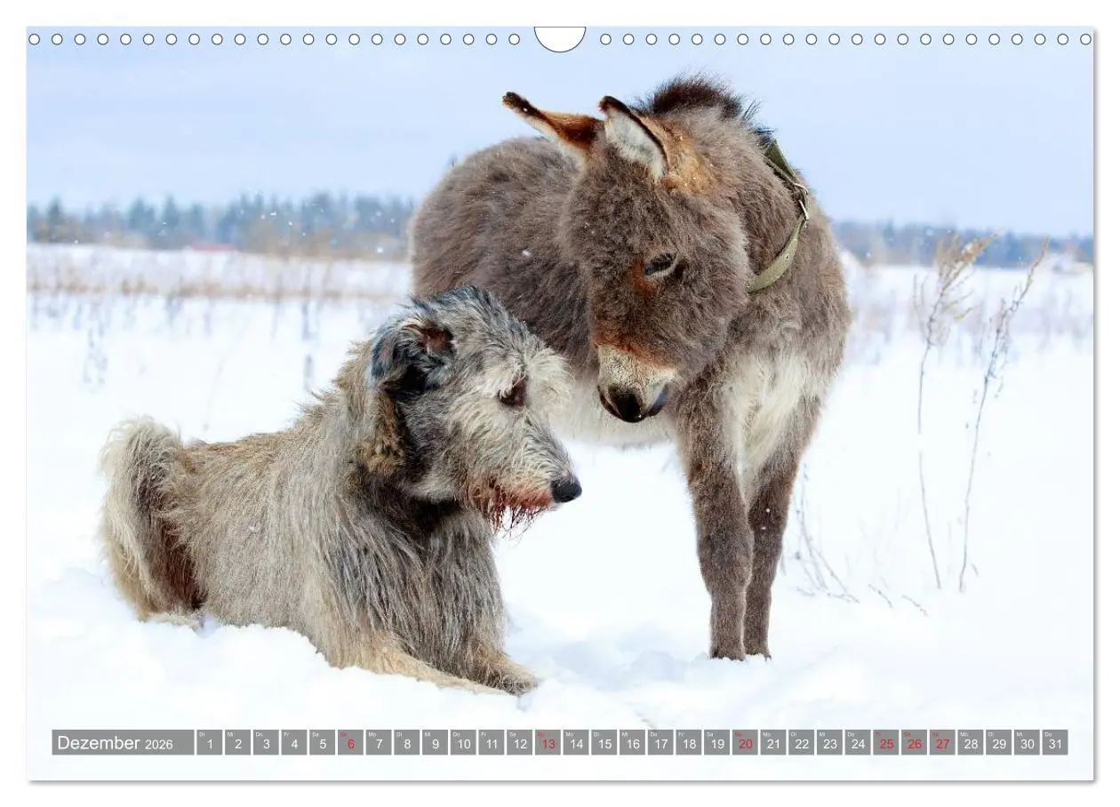 Bild: 9783516117479 | Kleiner Esel. Boldewyn und seine Freunde (Wandkalender 2026 DIN A3...