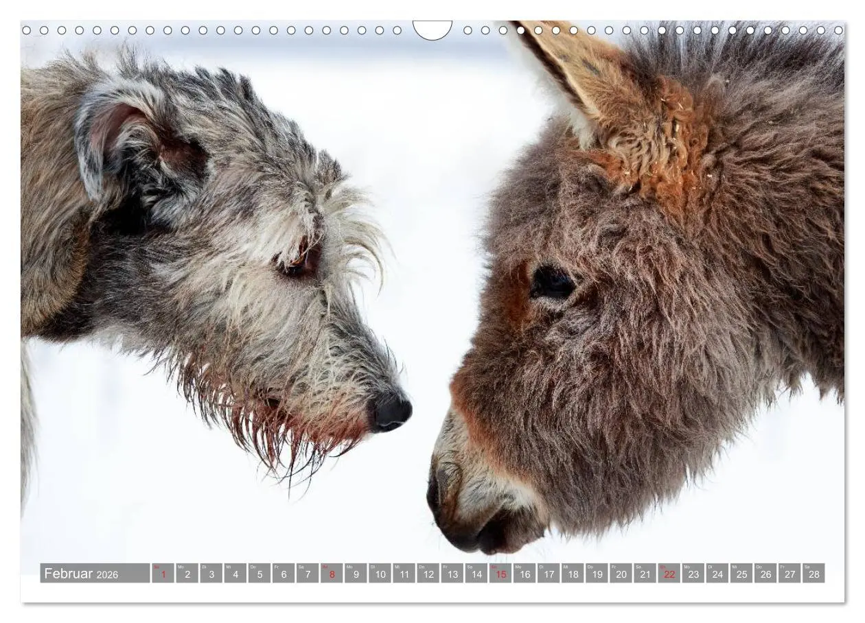 Bild: 9783516117479 | Kleiner Esel. Boldewyn und seine Freunde (Wandkalender 2026 DIN A3...