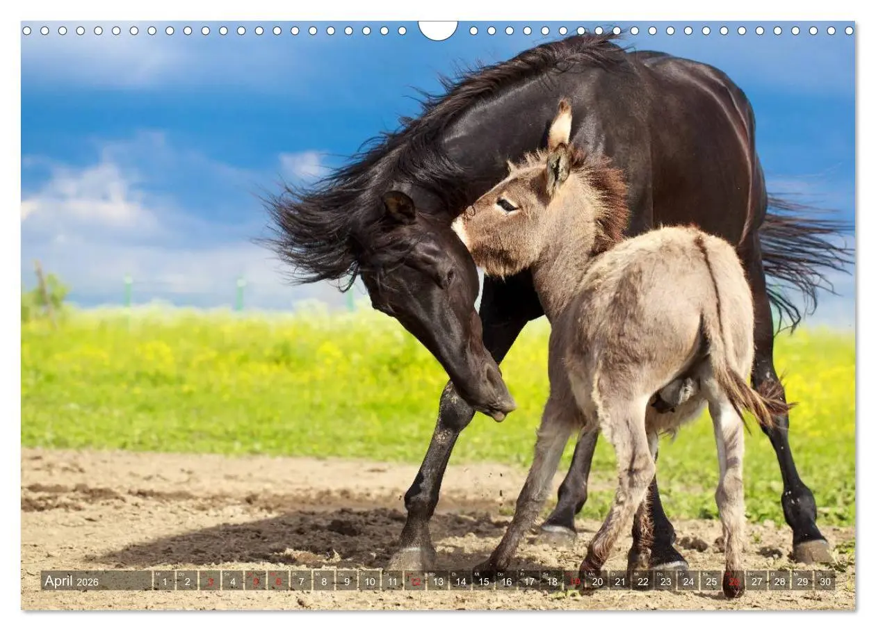 Bild: 9783516117479 | Kleiner Esel. Boldewyn und seine Freunde (Wandkalender 2026 DIN A3...