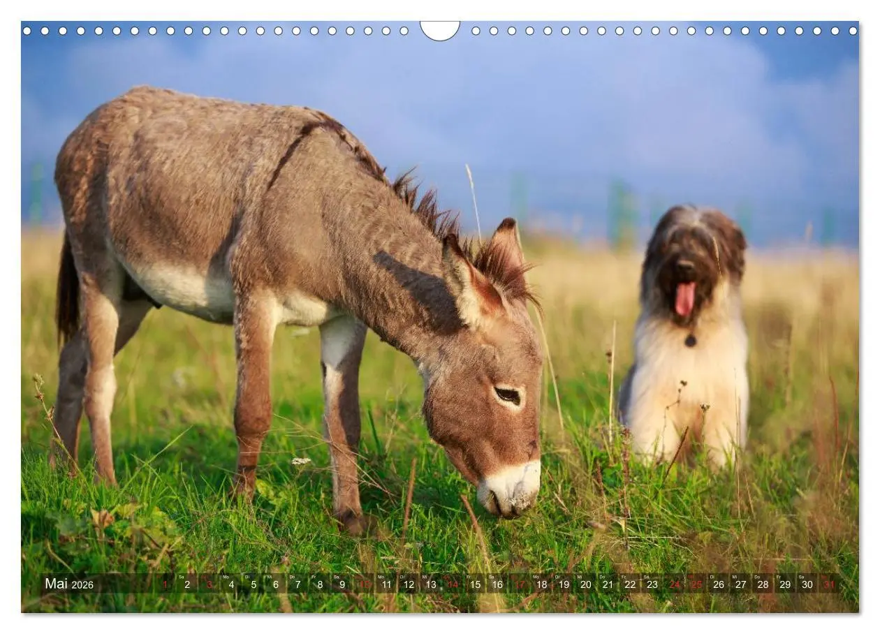 Bild: 9783516117479 | Kleiner Esel. Boldewyn und seine Freunde (Wandkalender 2026 DIN A3...