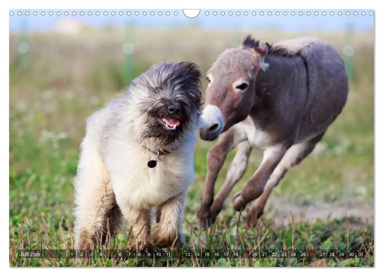 Bild: 9783516117479 | Kleiner Esel. Boldewyn und seine Freunde (Wandkalender 2026 DIN A3...