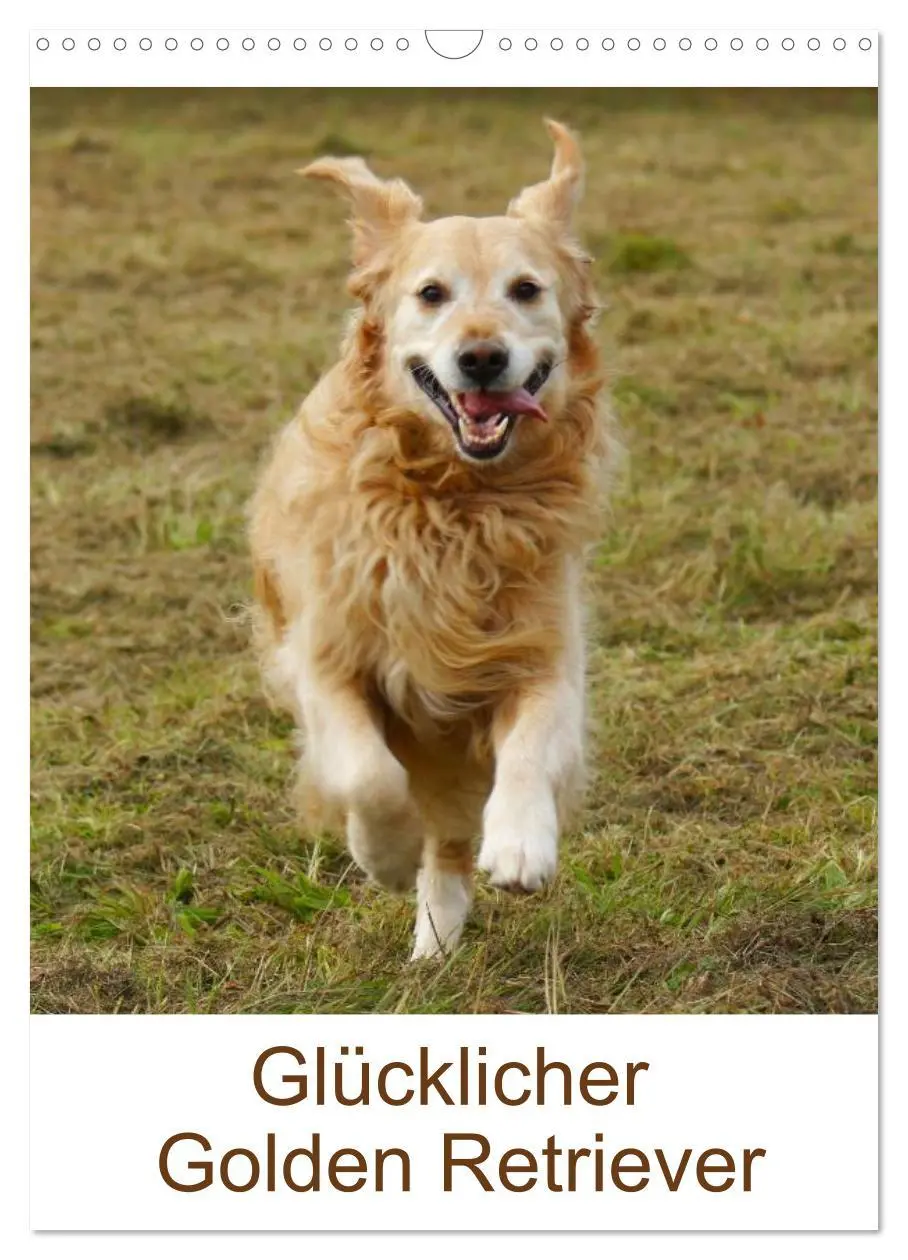 Cover: 9783516427479 | Glücklicher Golden Retriever (Wandkalender 2026 DIN A3 hoch),...