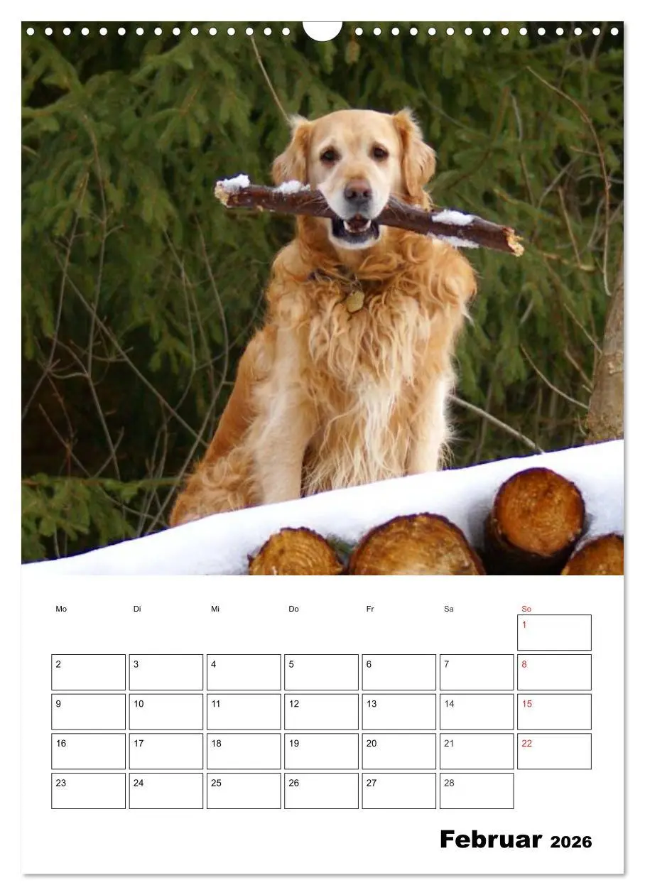 Bild: 9783516427479 | Glücklicher Golden Retriever (Wandkalender 2026 DIN A3 hoch),...