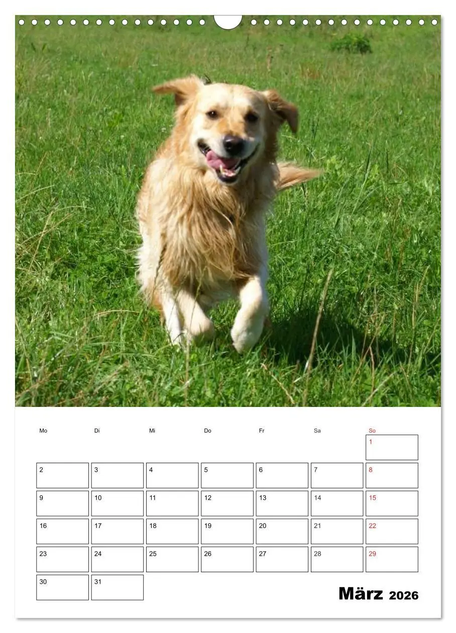 Bild: 9783516427479 | Glücklicher Golden Retriever (Wandkalender 2026 DIN A3 hoch),...