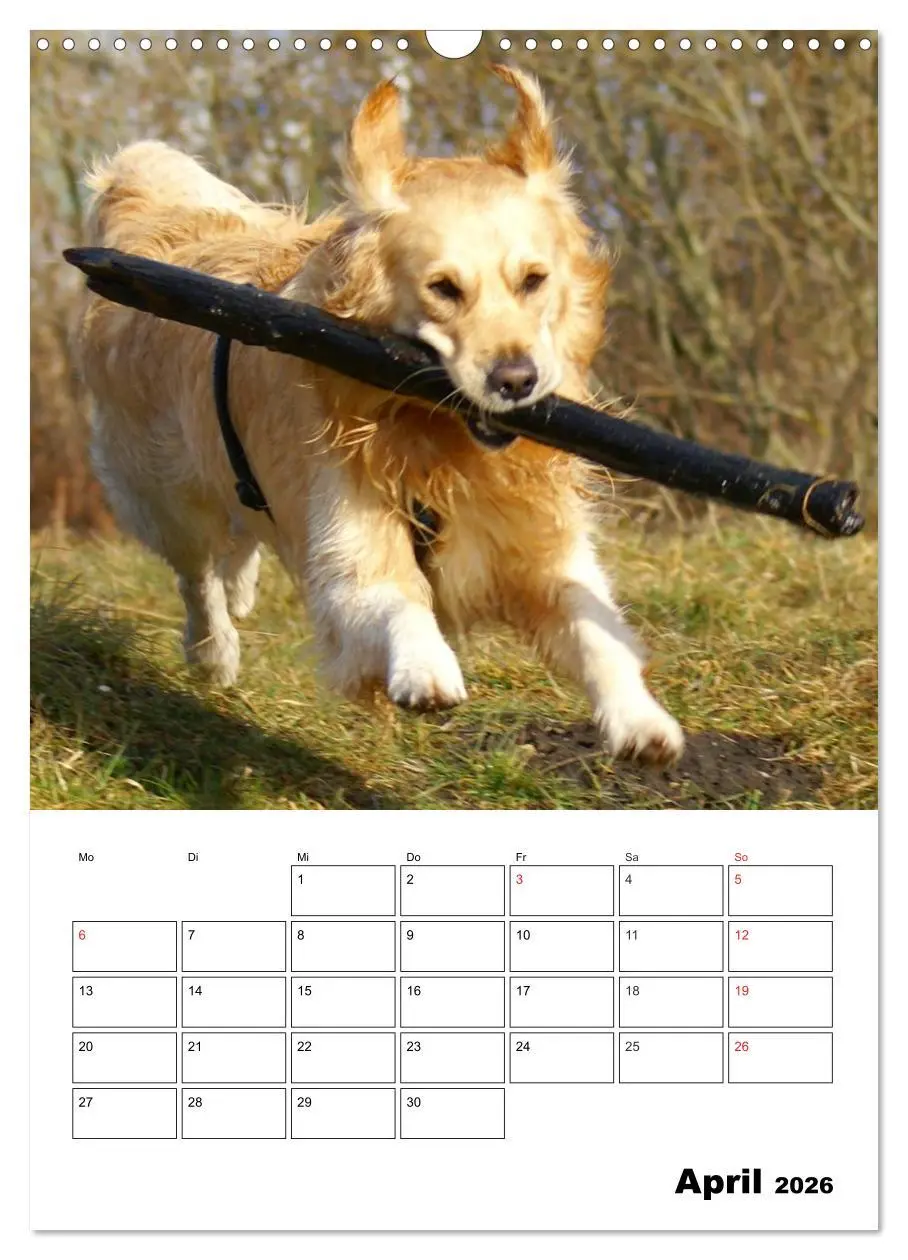 Bild: 9783516427479 | Glücklicher Golden Retriever (Wandkalender 2026 DIN A3 hoch),...