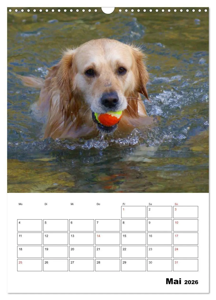 Bild: 9783516427479 | Glücklicher Golden Retriever (Wandkalender 2026 DIN A3 hoch),...