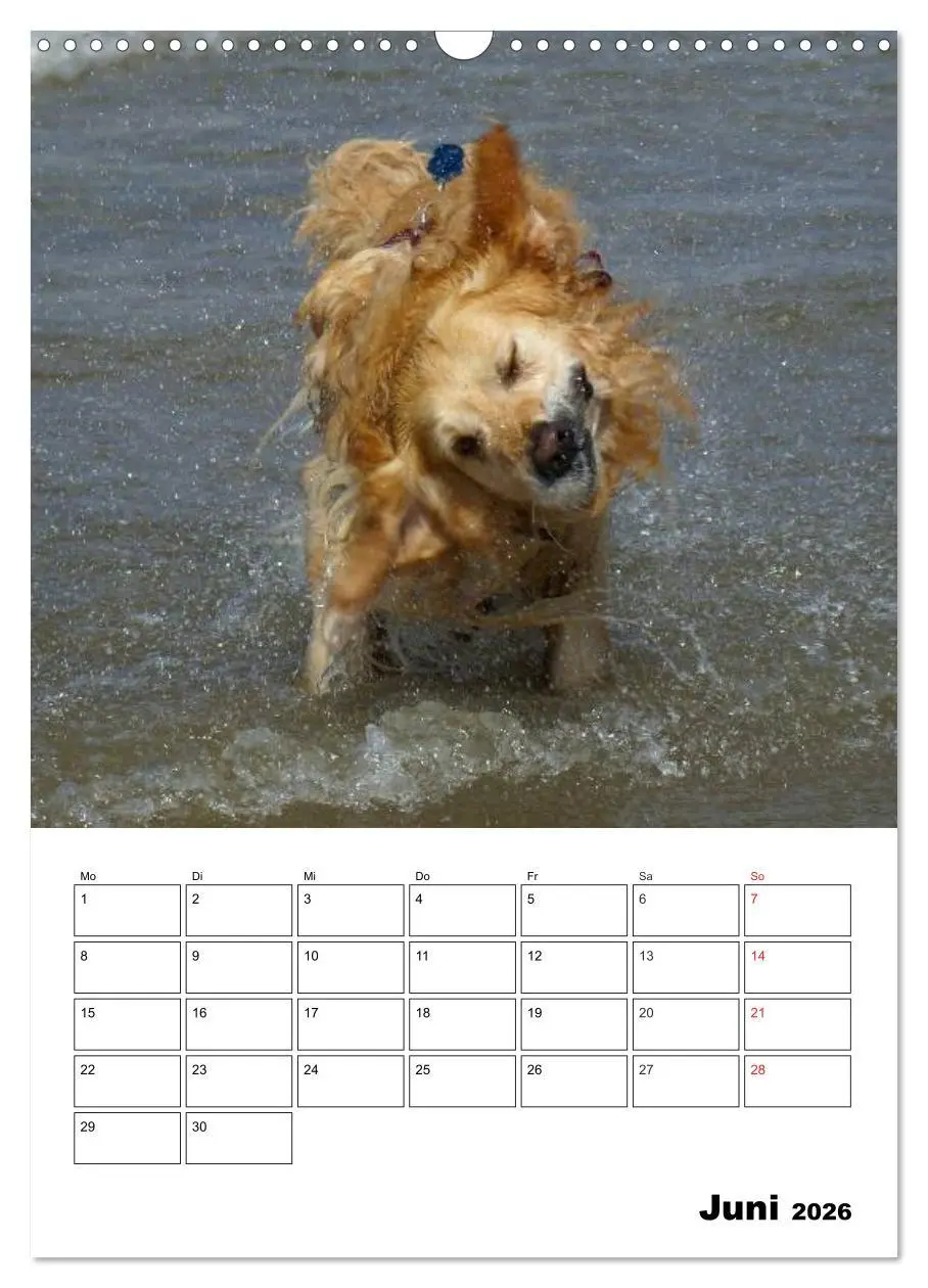Bild: 9783516427479 | Glücklicher Golden Retriever (Wandkalender 2026 DIN A3 hoch),...