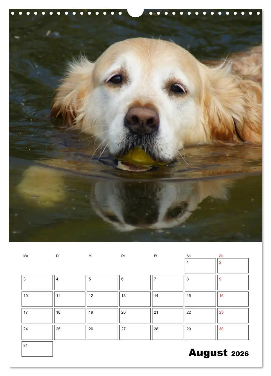 Bild: 9783516427479 | Glücklicher Golden Retriever (Wandkalender 2026 DIN A3 hoch),...