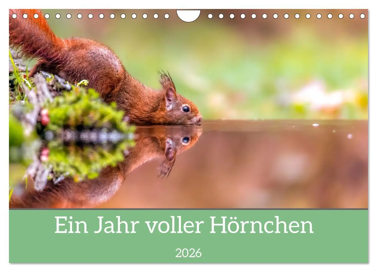Cover: 9783457567579 | Ein Jahr voller Hörnchen (Wandkalender 2026 DIN A4 quer), CALVENDO...