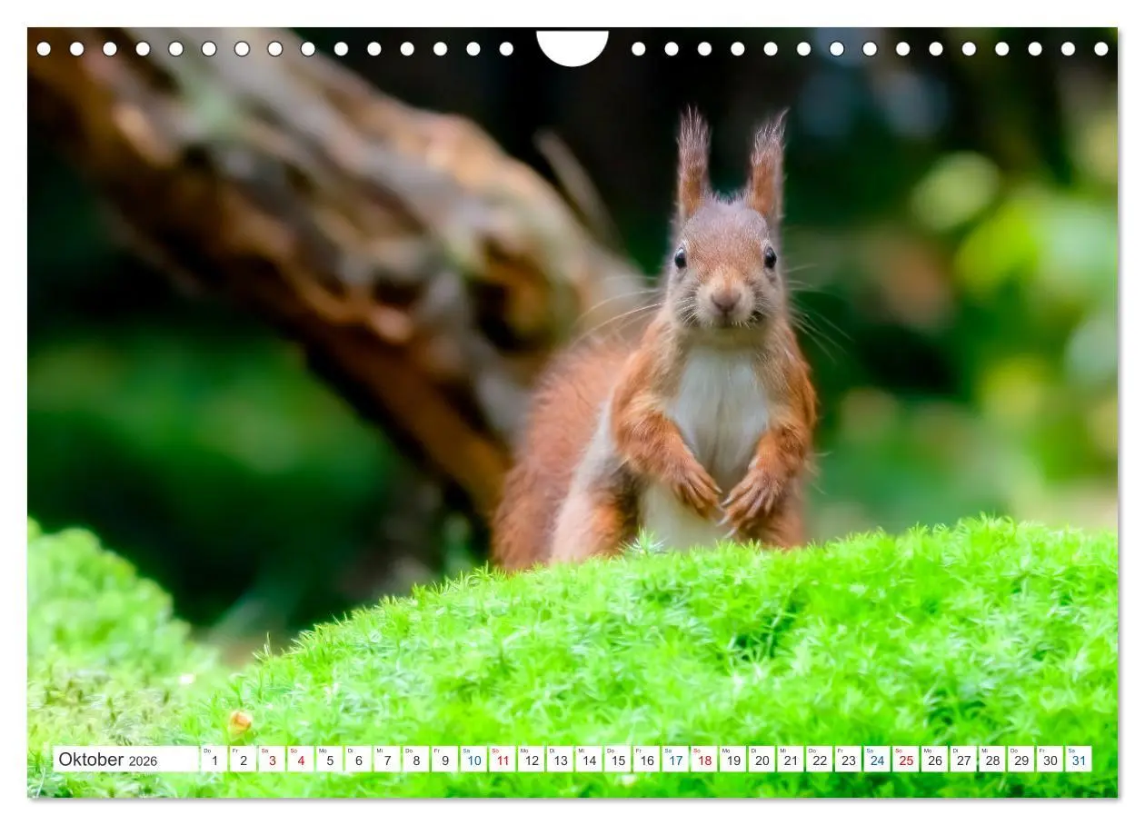 Bild: 9783457567579 | Ein Jahr voller Hörnchen (Wandkalender 2026 DIN A4 quer), CALVENDO...