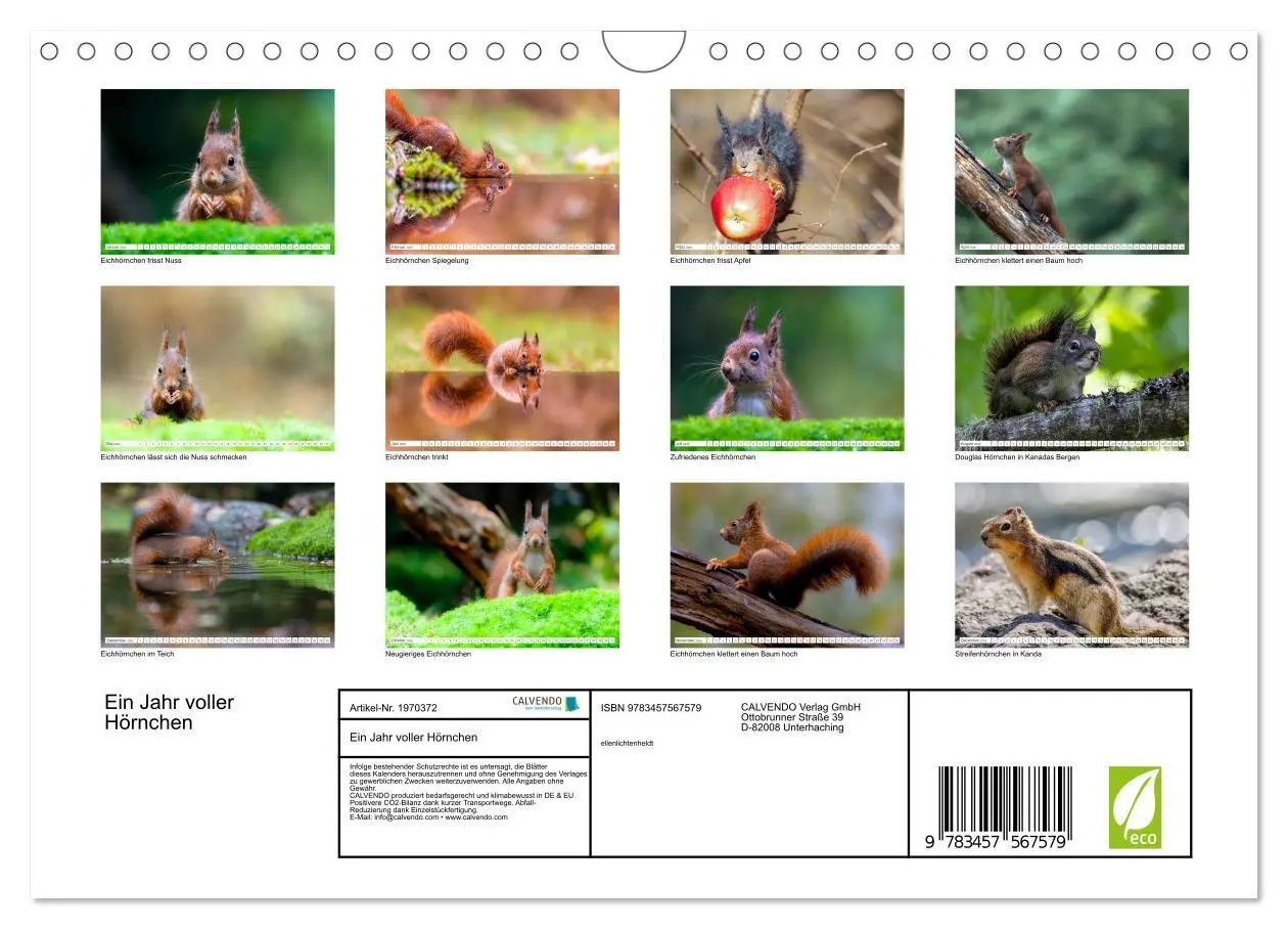 Bild: 9783457567579 | Ein Jahr voller Hörnchen (Wandkalender 2026 DIN A4 quer), CALVENDO...