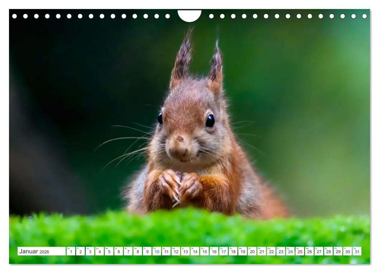 Bild: 9783457567579 | Ein Jahr voller Hörnchen (Wandkalender 2026 DIN A4 quer), CALVENDO...