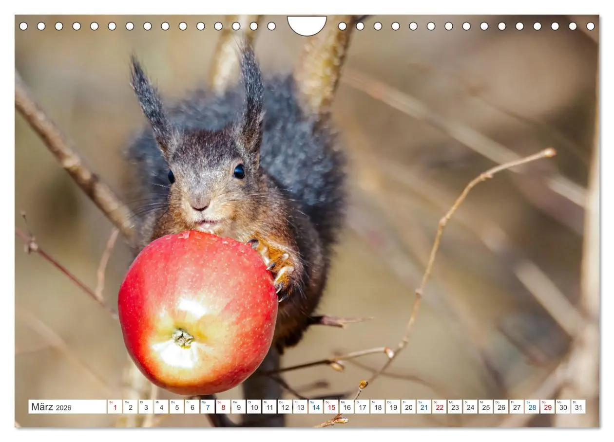 Bild: 9783457567579 | Ein Jahr voller Hörnchen (Wandkalender 2026 DIN A4 quer), CALVENDO...