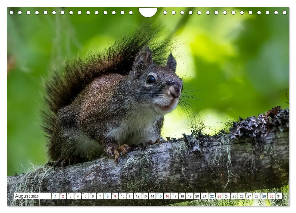 Bild: 9783457567579 | Ein Jahr voller Hörnchen (Wandkalender 2026 DIN A4 quer), CALVENDO...