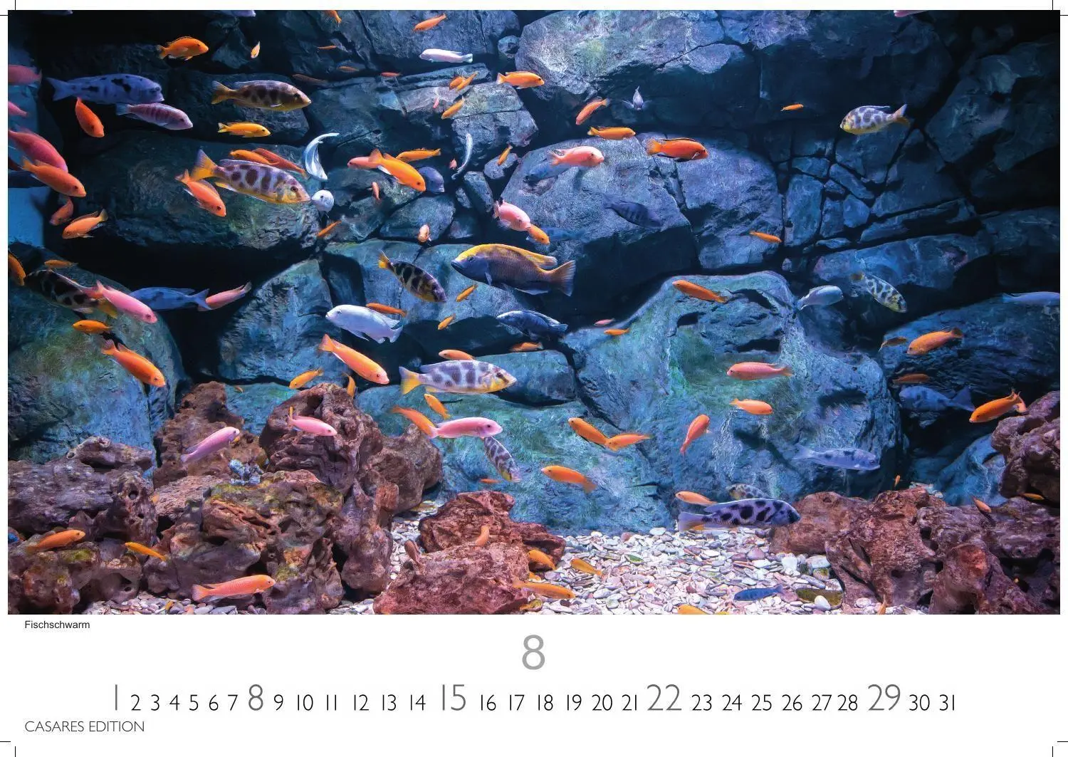 Bild: 9781835247679 | Unterwasserwelten Kalender 2027 - Wandkalender Fotokalender...