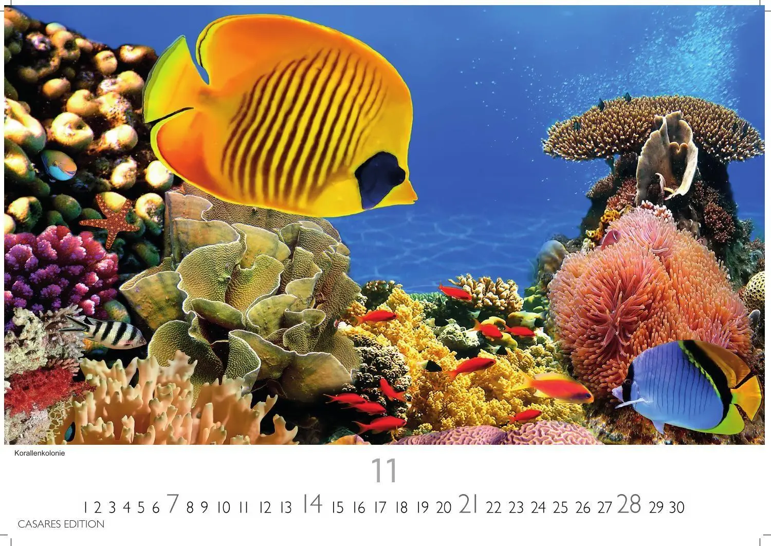 Bild: 9781835247679 | Unterwasserwelten Kalender 2027 - Wandkalender Fotokalender...