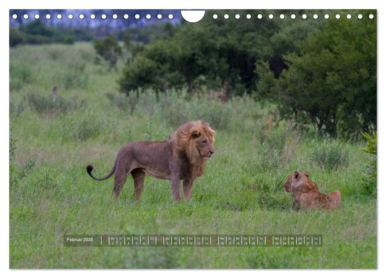 Bild: 9783516197679 | Abenteuer Botswana Afrika - Adventure Botswana (Wandkalender 2026...