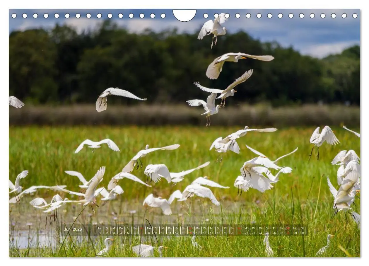 Bild: 9783516197679 | Abenteuer Botswana Afrika - Adventure Botswana (Wandkalender 2026...